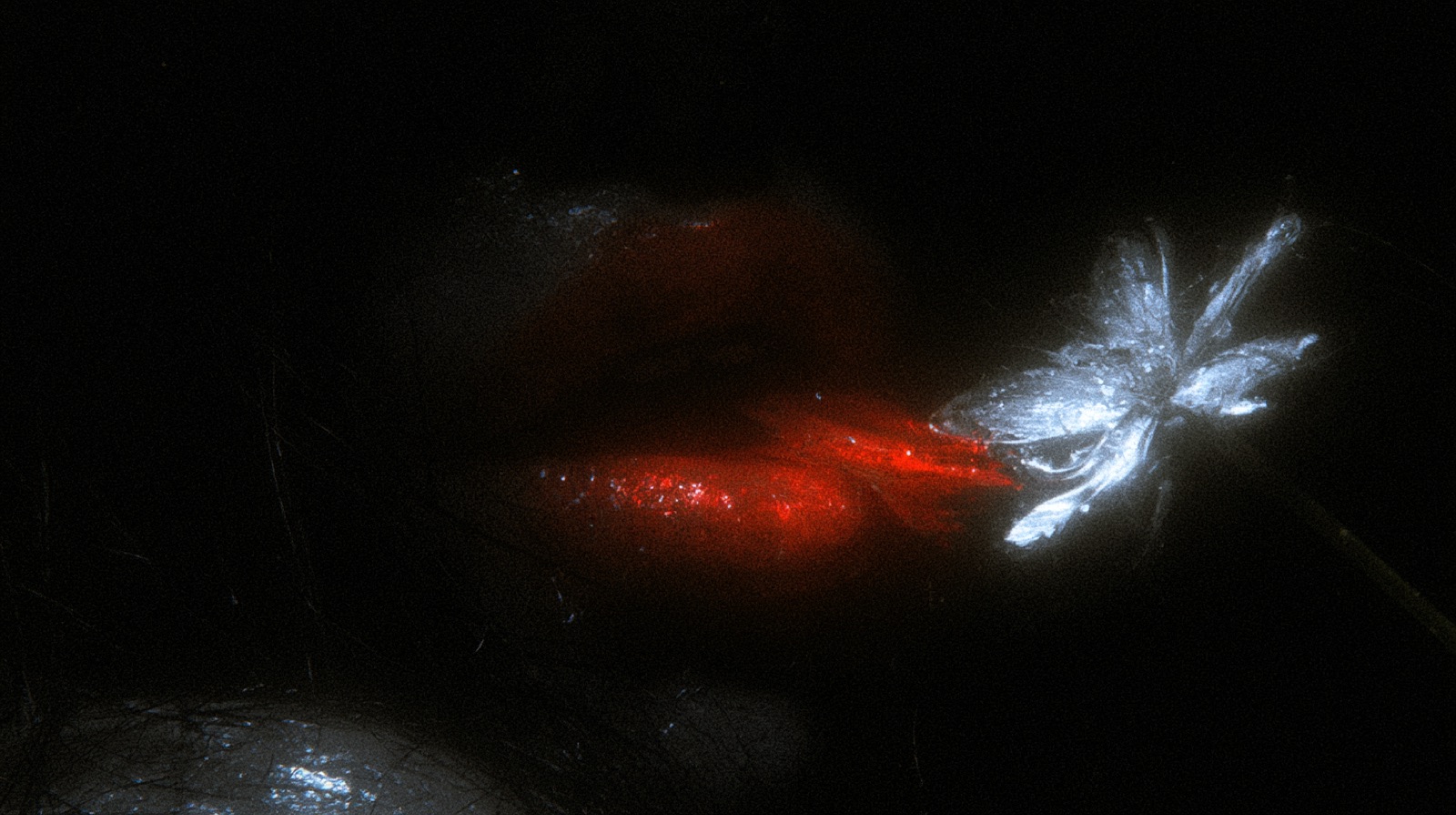 ORGANISM 256